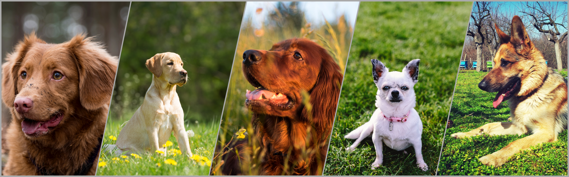 Can You Call The Cops For Dogs Barking